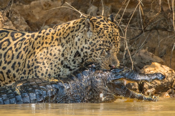 Crédit Photo: Nat Geo Wild