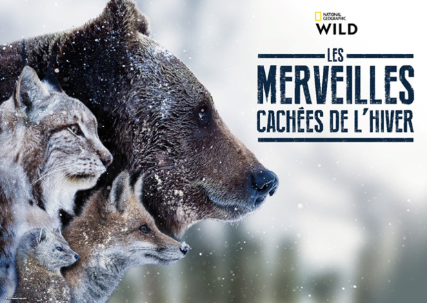 La vie des espèces sauvages sur trois continents différents dans « Les merveilles cachées de l'hiver », le 13 janvier sur National Geographic Wild