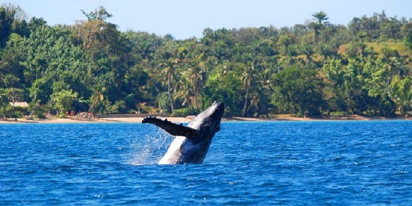 Festival des baleines - île Sainte-Marie