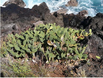 Ensemble, protégez la biodiversité réunionnaise en signalant les espèces invasives sur un nouveau site dédié