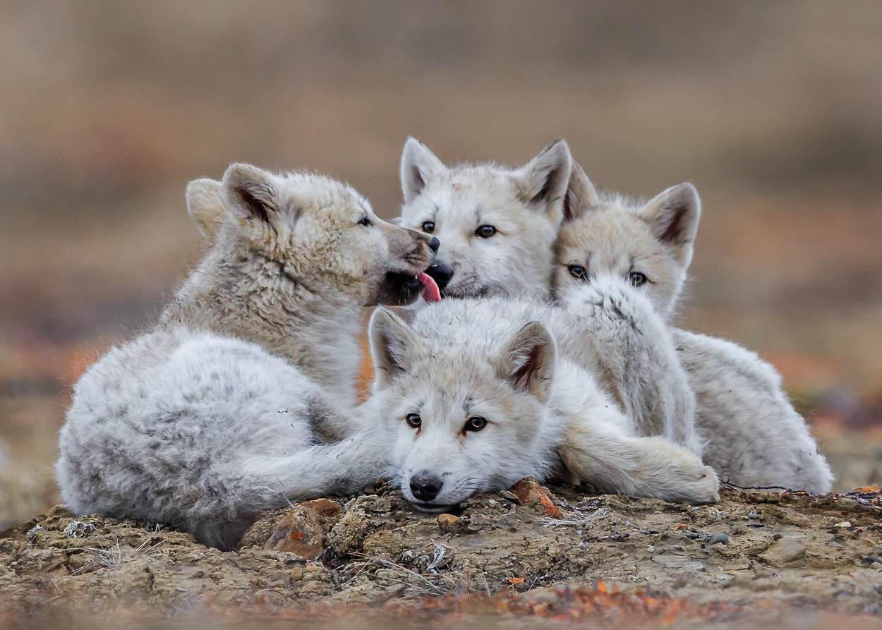 Loup Arctique, Polaire, Blanc