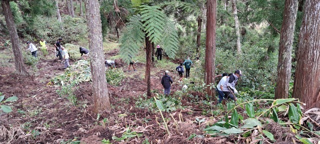 Protection de la biodiversité :  Les écoliers de La Réunion arrachent les plantes invasives