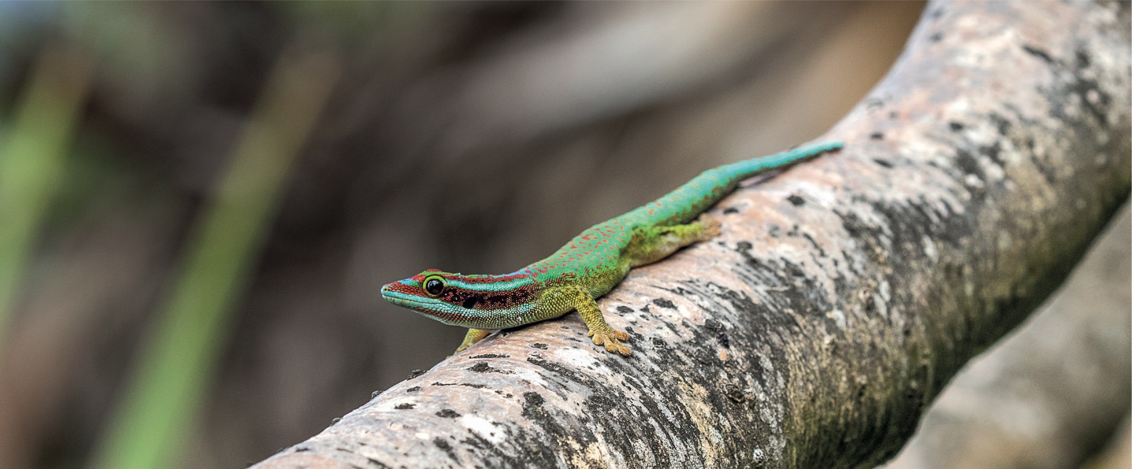 © Nature Océan Indien