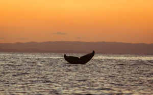 La Réunion bientôt (re)connectée à l’île Sainte-Marie