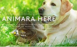 "Animera Here" le nouveau programme dédié aux animaux de Polynésie La 1ère ! Coup d'envoi ce samedi