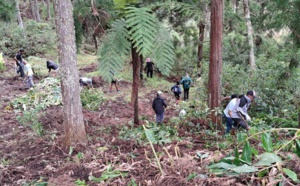 Protection de la biodiversité :  Les écoliers de La Réunion arrachent les plantes invasives