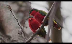 "L'Ura, l'oiseau sacré des Australes" à l'honneur dans un documentaire, ce lundi sur France 3