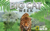 Big Cat Week: Une semaine de documentaires consacrée aux félins sur Nat Geo Wild