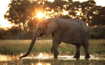 Diffusion évènement du documentaire "Survie au fil de l'eau" au coeur du delta d'Okavango, le 4 novembre sur Nat Geo Wild