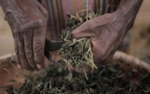 Coup de projecteur sur le Bois de rempart, "la plante assassine de La Réunion" dans un documentaire le 31 octobre sur France 3 et La1ere.fr