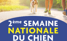 La Centrale Canine met la pratique du sport avec son chien à l'honneur en Polynésie Française