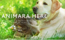 "Animera Here" le nouveau programme dédié aux animaux de Polynésie La 1ère ! Coup d'envoi ce samedi