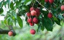 Les Letchis : Un fruit festif et culturel à l’Île de la Réunion